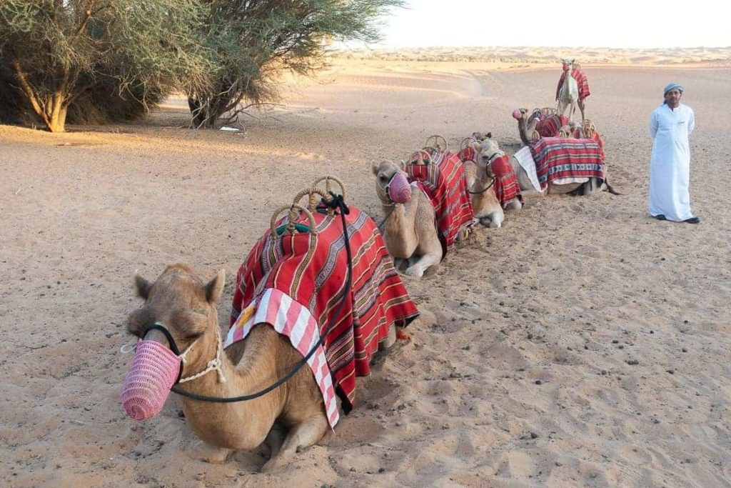 al maha activites chameau 01