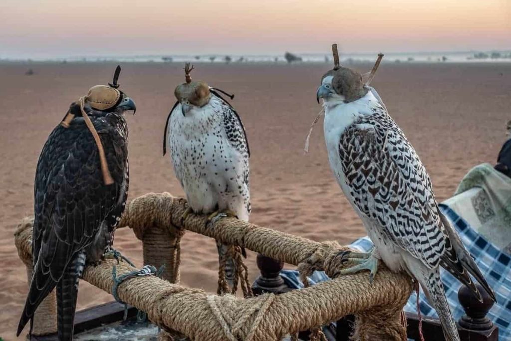 al maha activites oiseaux 04