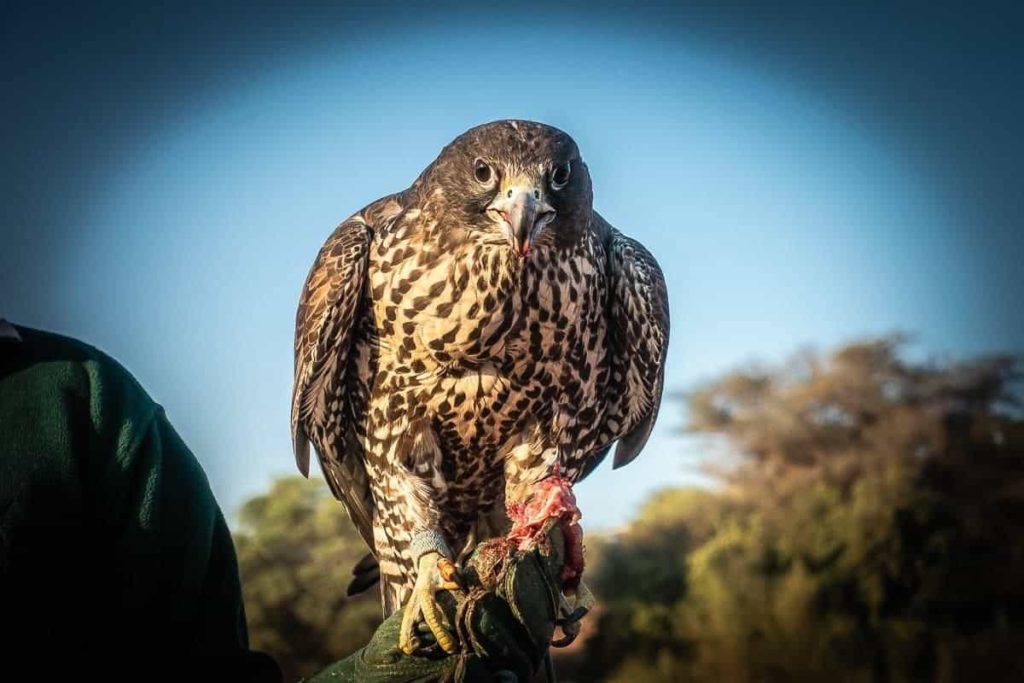 al maha activites oiseaux 17