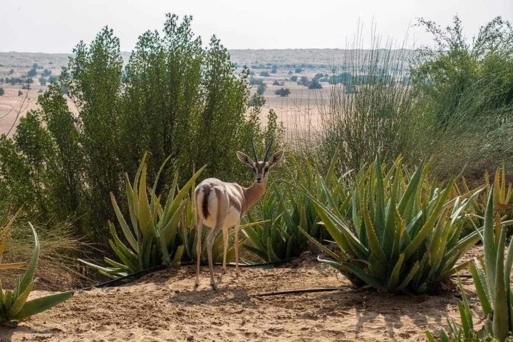 al maha restaurant petit dejeuner 06