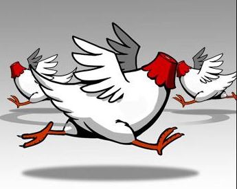 headless chicken