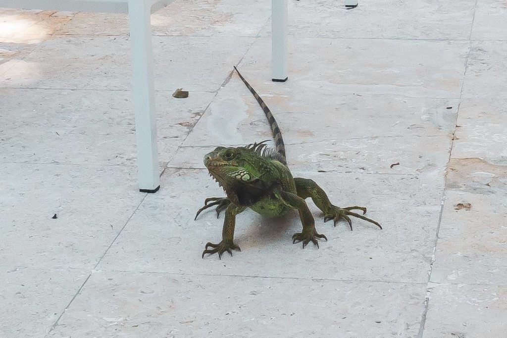 the st regis bahia beach resort puerto rico 172