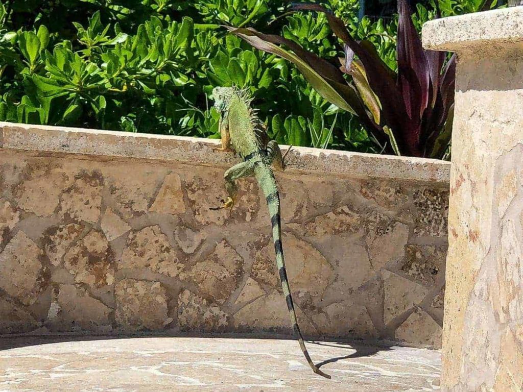 the st regis bahia beach resort puerto rico 255