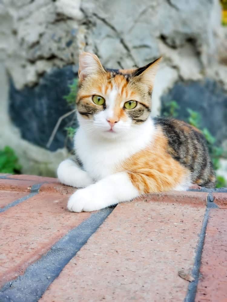 Avis Sur L’hôtel Ac Hotel Istanbul Macka Par André