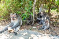 Semaine Bali Singes