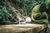 Semaine Bali Singes