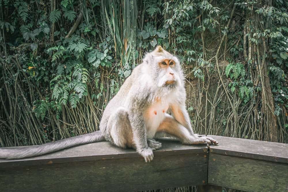 semaine – – bali-singes –