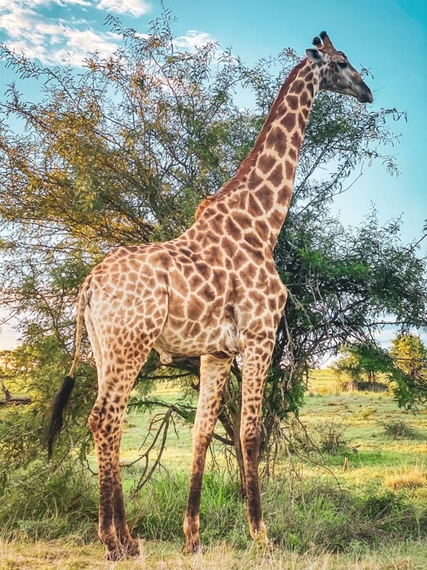 Girafe
