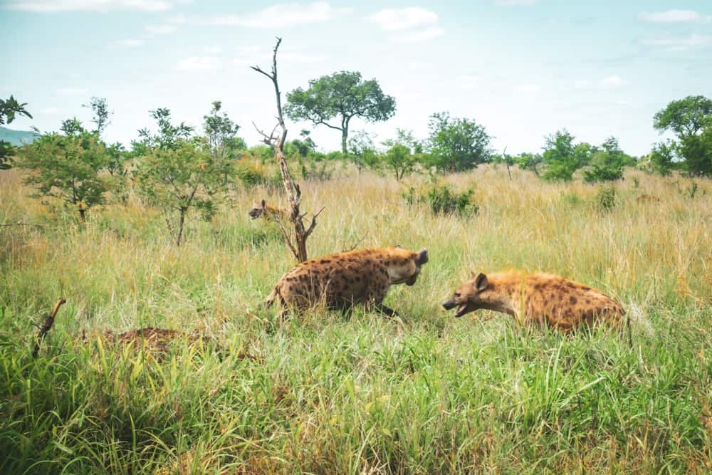 Semaine Mtm Kruger Hyenes