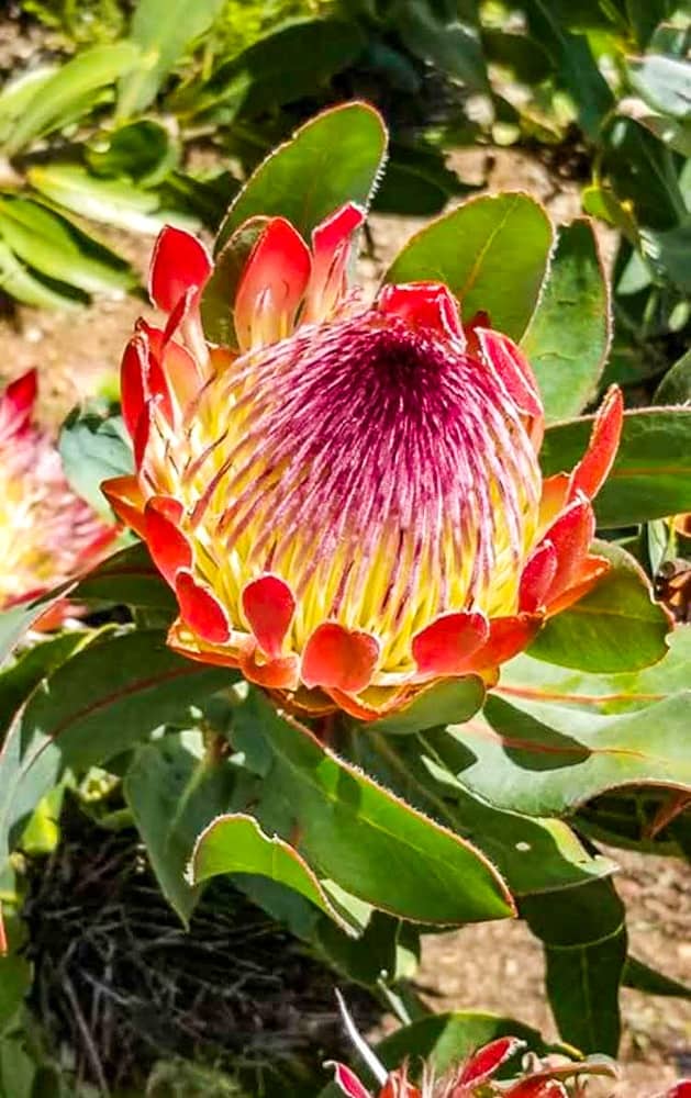 Afrique Du Sud Brigitte 06