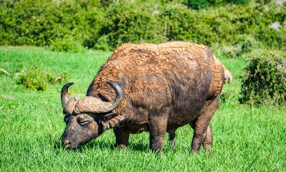 Afrique Du Sud Brigitte 13