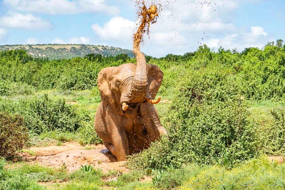 Afrique Du Sud Brigitte 14