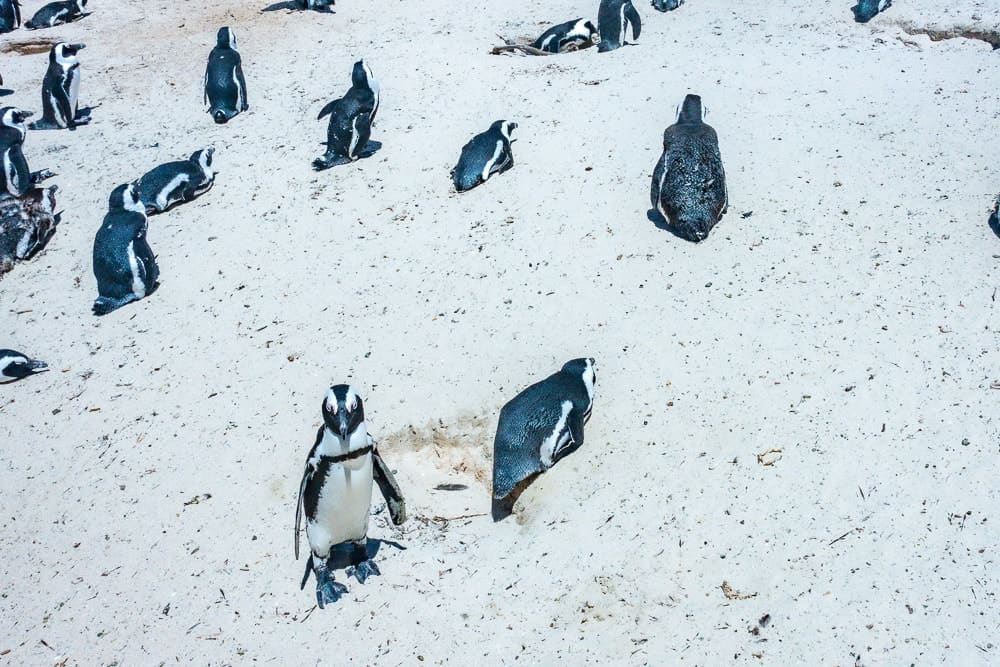 Afrique Du Sud Brigitte Autres 4