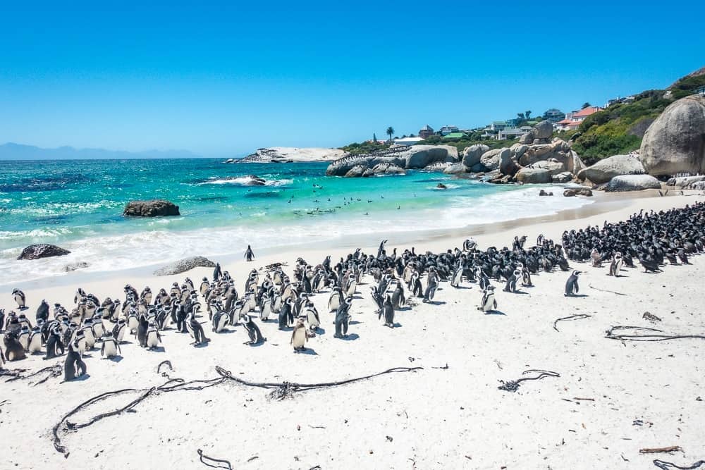 Afrique Du Sud Brigitte Autres