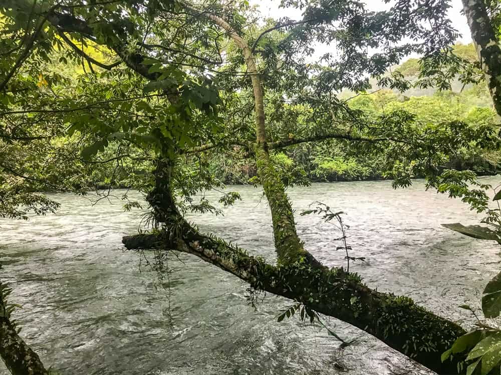 Rivière à Lanquin jungle