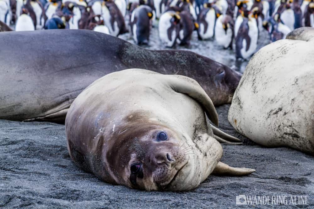 Elephant Seal