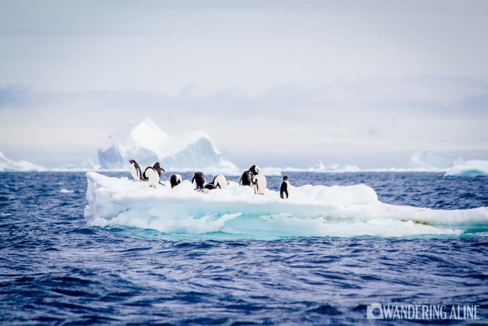 Penguins On Ice