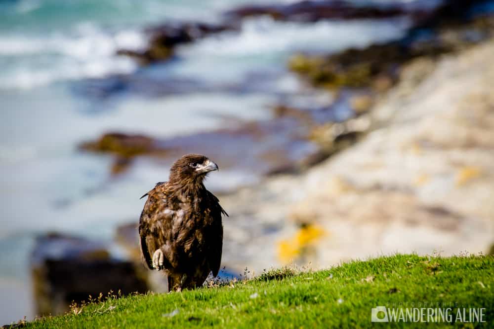 Skua Trip to Antarctica