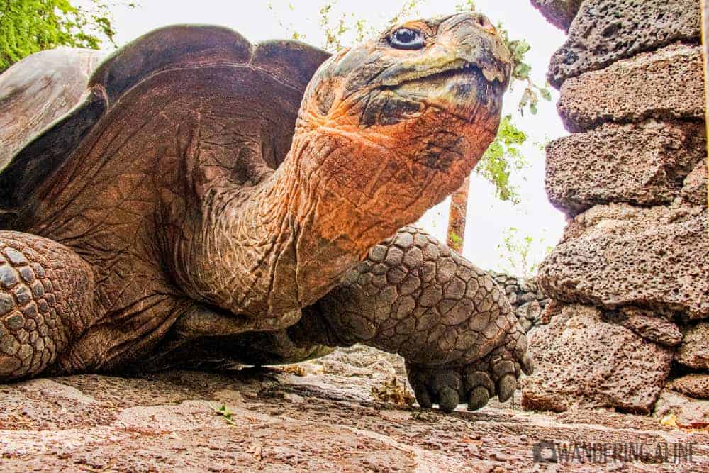 galapagos—