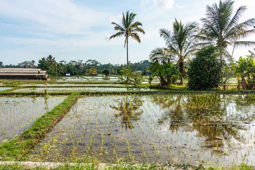Ubud Riziere
