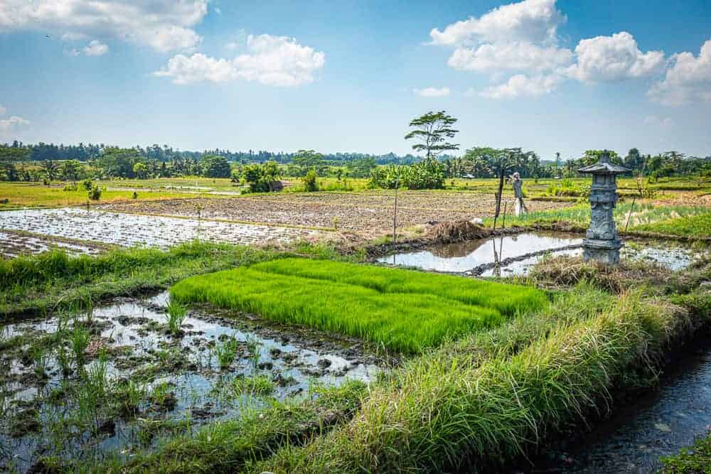 Ubud Rizieres