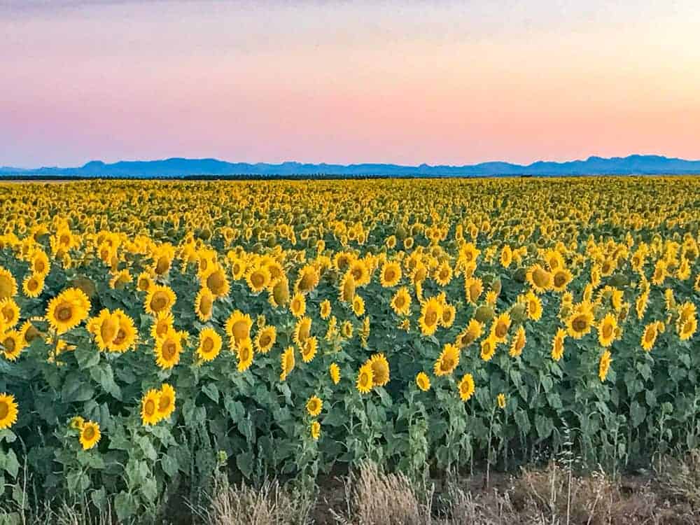 emmanuelle – compostelle—