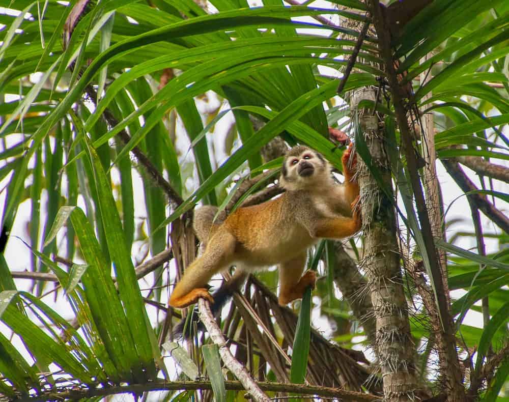 emmanuelle – equateur—