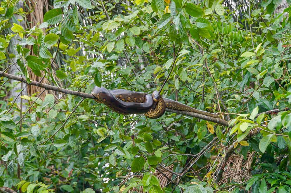 emmanuelle – equateur—