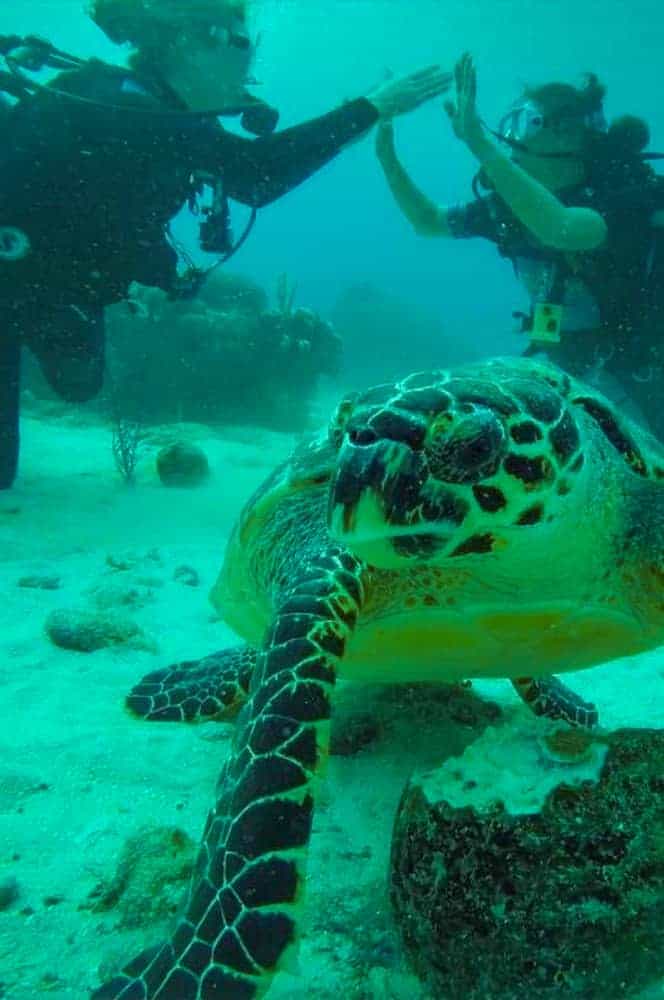 Emmanuelle Traveller Diving To The Galapagos Islands