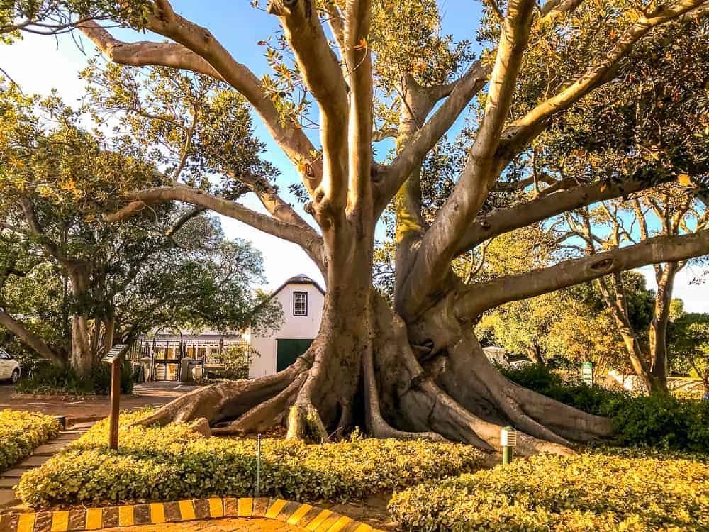 Protea Hotel By Marriott Cape Town Mowbray