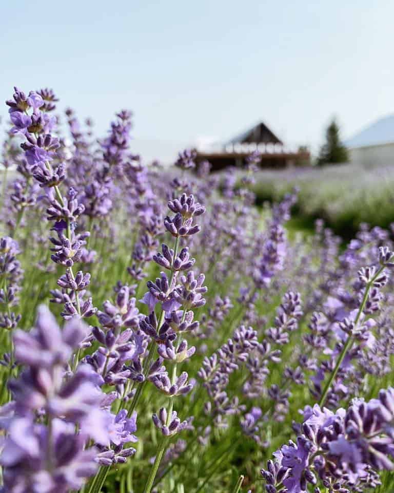 Maison Lavande