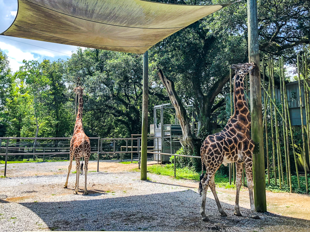 La Nouvelle Orleans 18