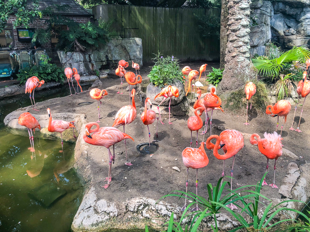 La Nouvelle Orleans 20