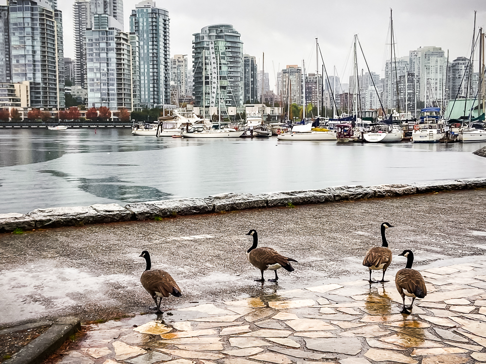 03 False Creek Bernaches Du Canada