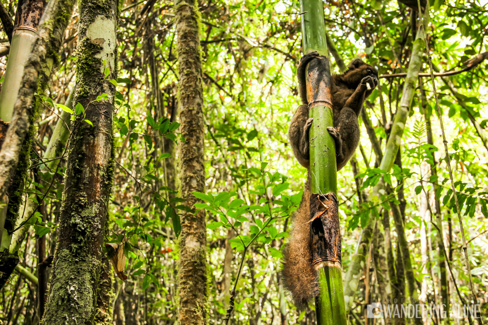 04-lémurien bambou doré