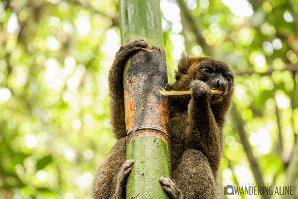 05-close up lémurien bambou doré-2