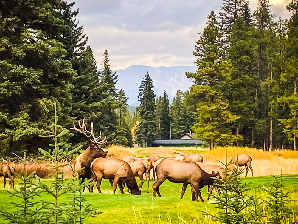 08 Wapitis Pres De La Route Du Golfe