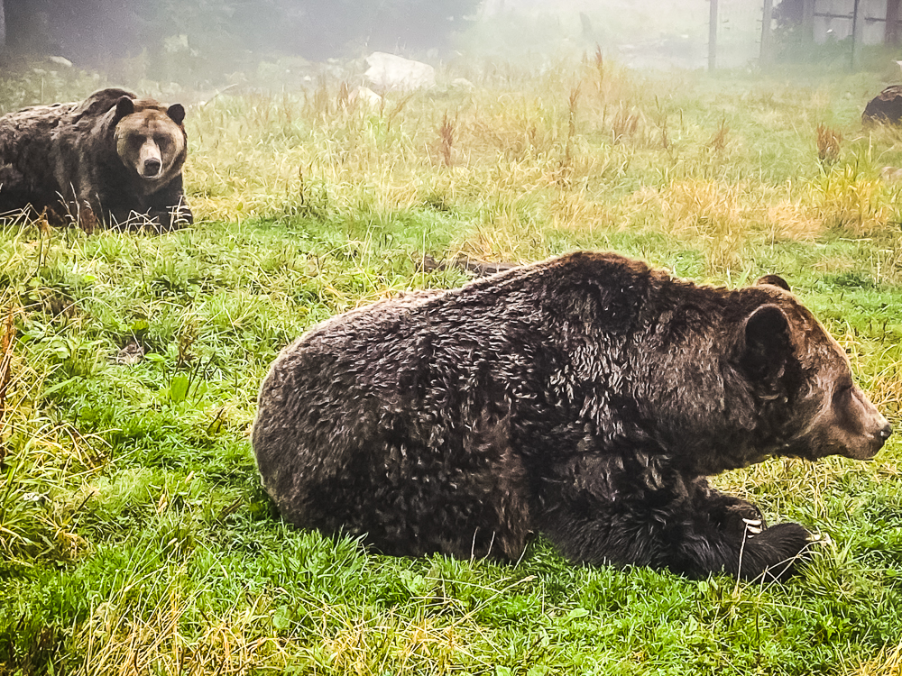 26 Grouse Mountain Les Grizzlis Coola Et Grinder