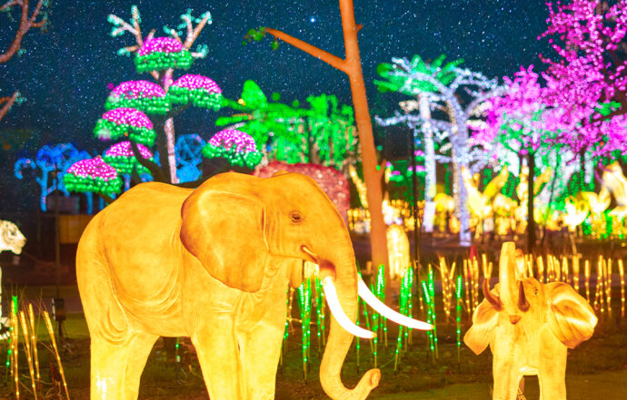 Credit: Illumi - Multicoloured Savannah