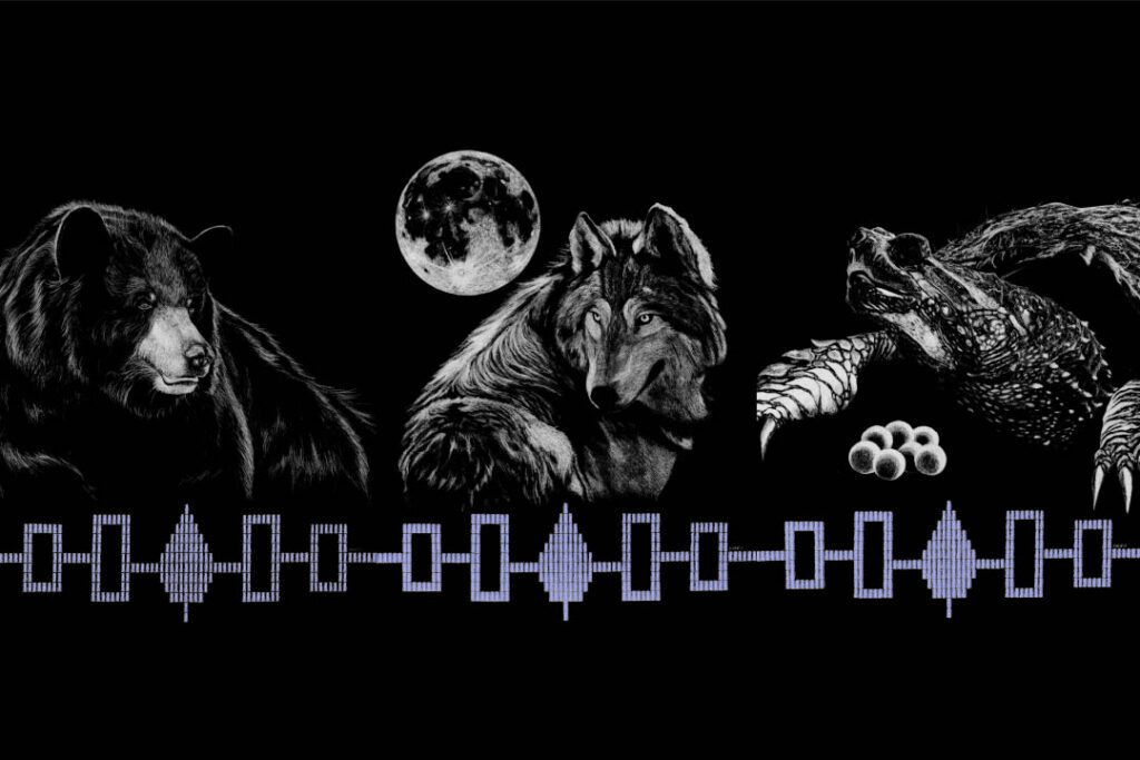 Lights on Peel: Honouring Kanien'kehá:ka's clans