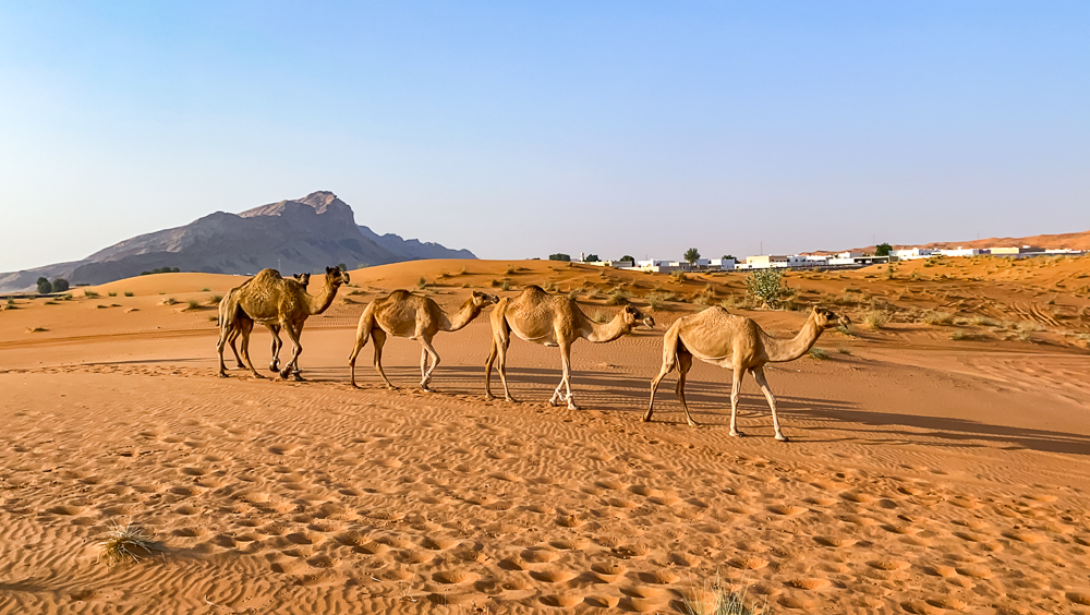 Experience De Voyage Avec Covid19 1316