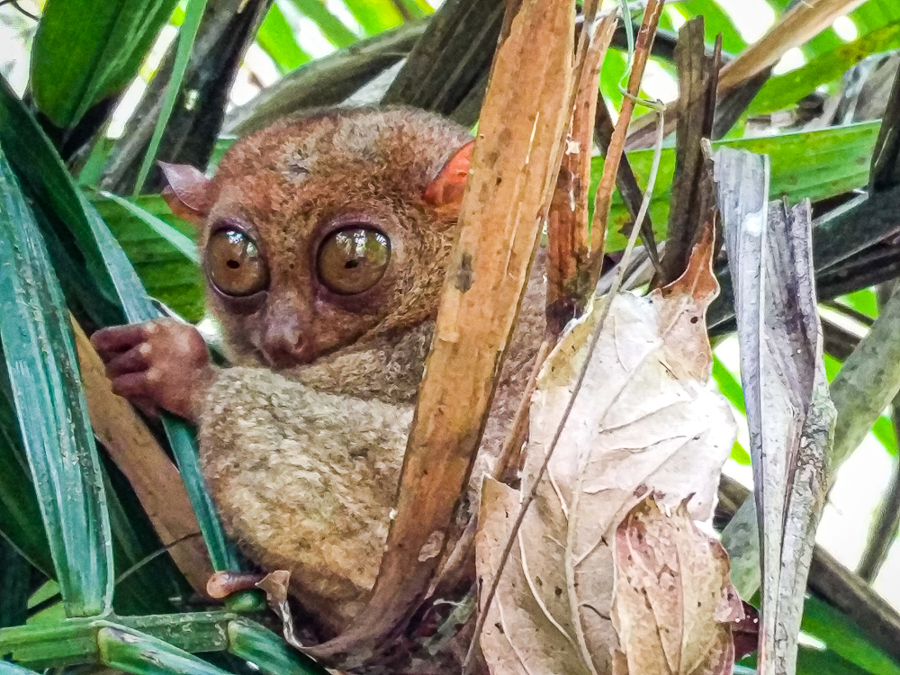 04 Tarsier Bohol