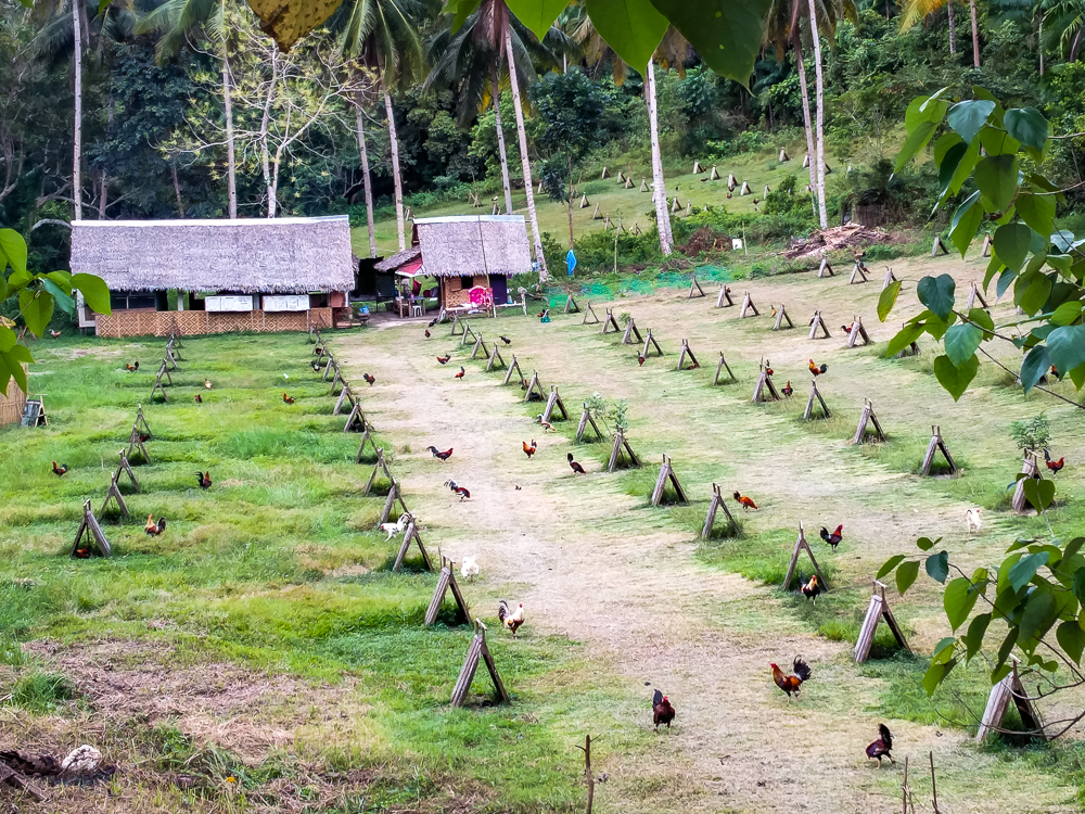 05 Elevage De Coqs De Combat Bohol