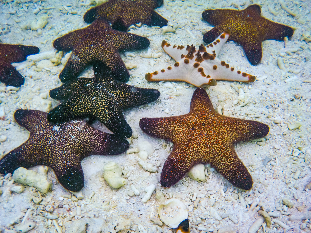 06 Etoiles De Mer A L Ile Samal Davao