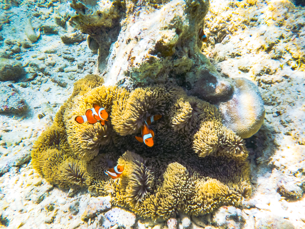 13 J Ai Trouve Nemo El Nido