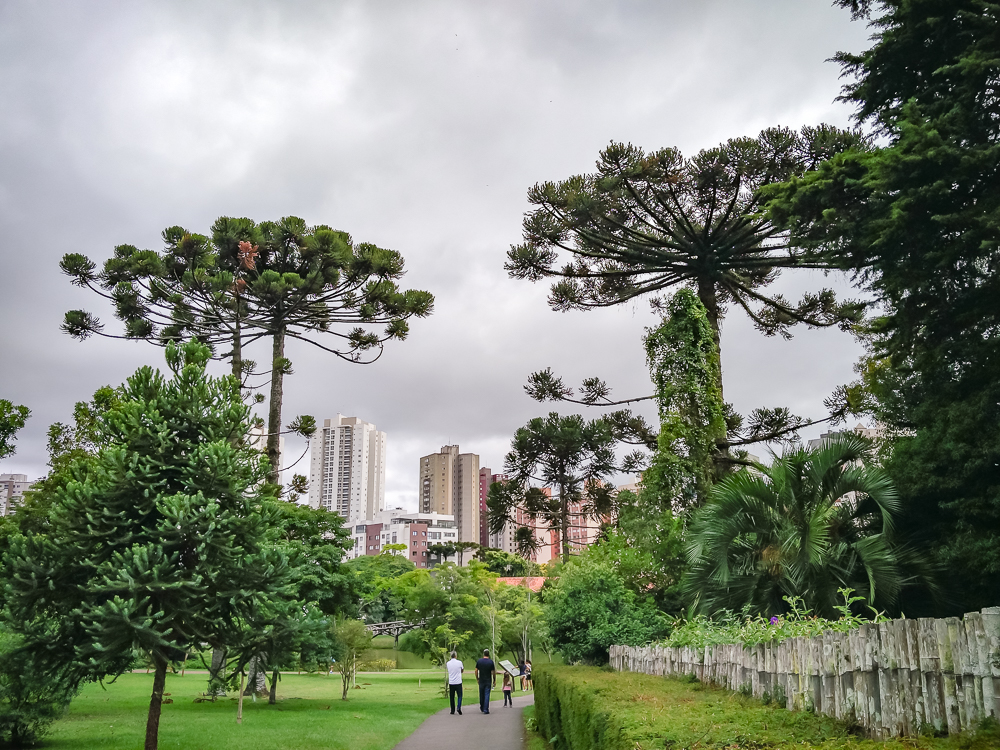 Curitiba Araucaria Pin Bresilien