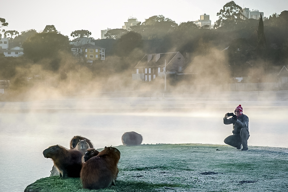 Curitiba Pour Ceux Qui Veulent Avoir Une Idee De La Taille Des Capibaras Photo D Internet