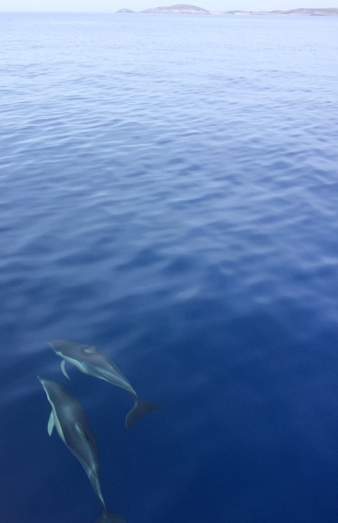 Dauphins Paros