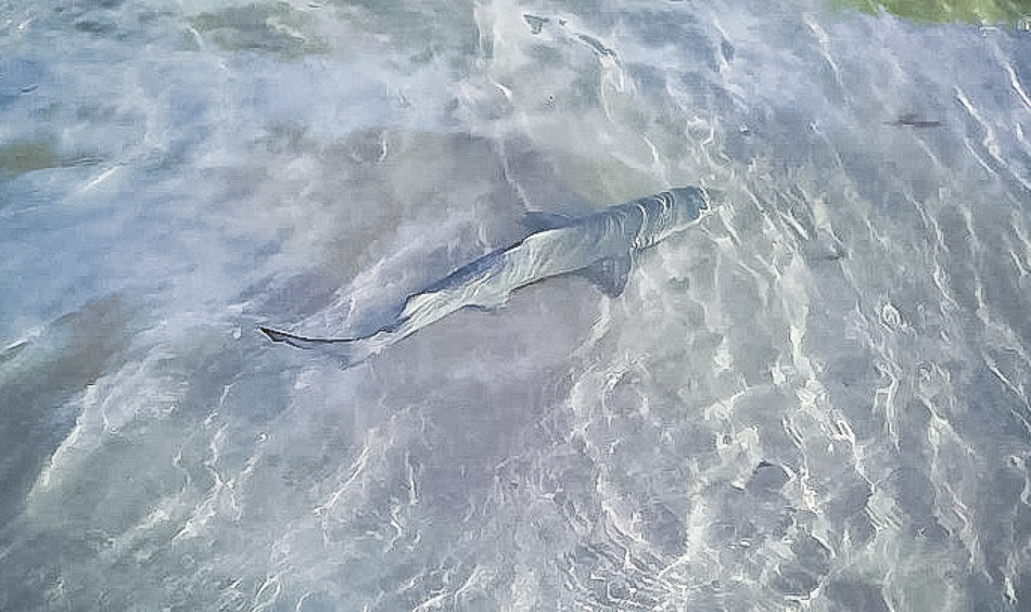 Fernando De Noronha Plage De Sueste Notre Ami