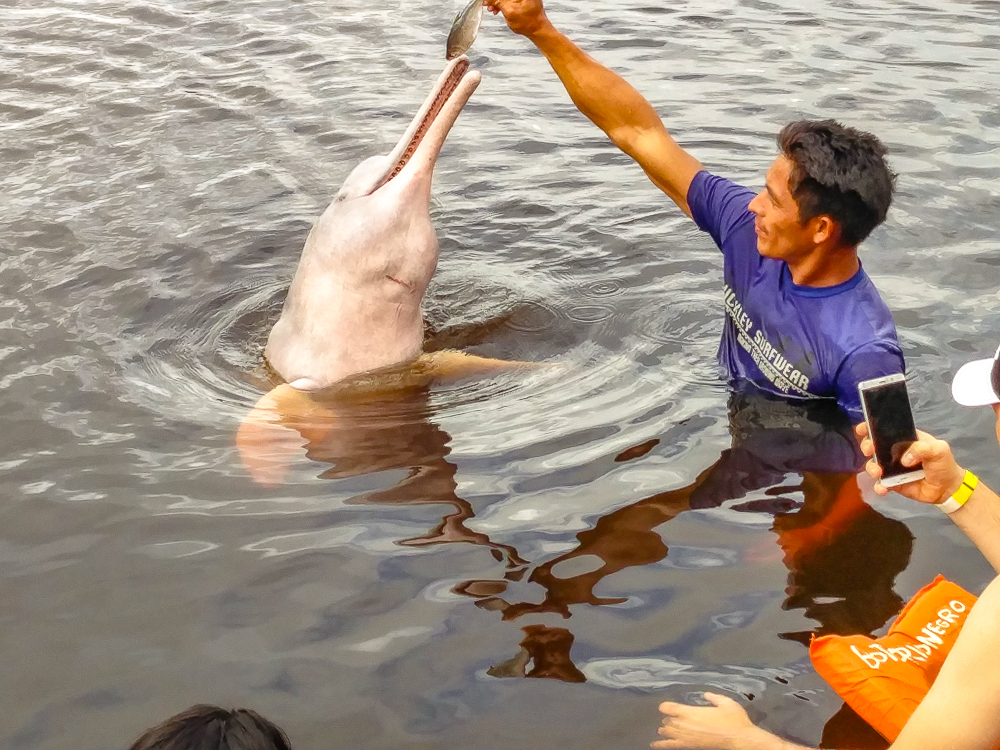 Manaus Le Boto On Pouvait Rester Dans L Eau Mais On Ne Pouvait Pas Nager Ni Toucher L Animal
